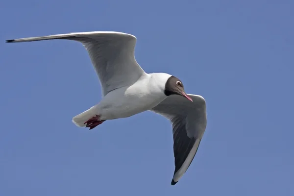 Möwe fliegt am blauen Himmel — Stockfoto