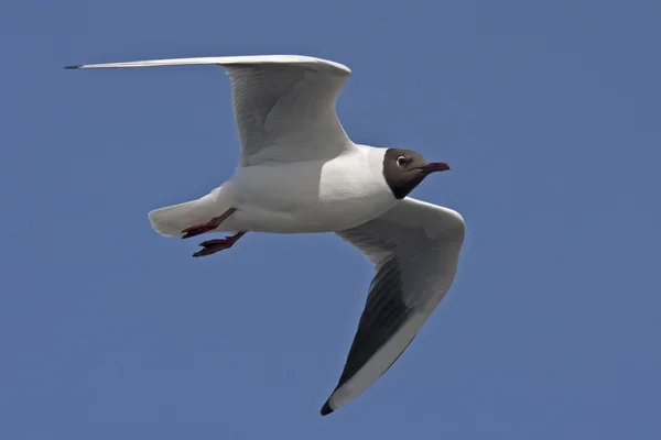 Gabbiano che vola sul cielo blu — Foto Stock