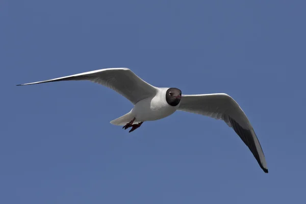 Gabbiano che vola sul cielo blu — Foto Stock