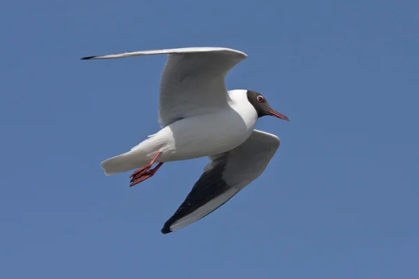 Gabbiano che vola sul cielo blu — Foto Stock