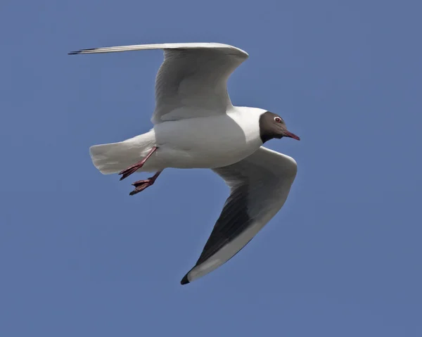 Gabbiano che vola sul cielo blu — Foto Stock