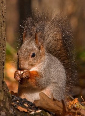 Yemek zamanı sonbahar ormanda