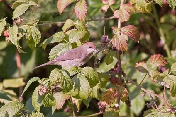 Avrupa bülbülü (Erithacus rubecula) — Stok fotoğraf