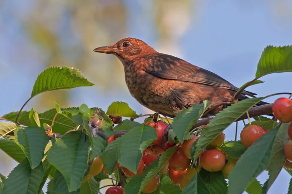 Поширений чорний птах (Turdus merula ) — стокове фото