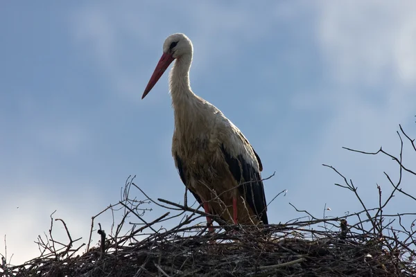 Cegonha-branca (Ciconia ciconia) — Fotografia de Stock