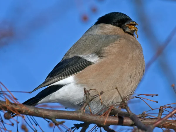 Bullfinch Eurasiático (Pyrrhula pyrrhula), fêmea — Fotografia de Stock