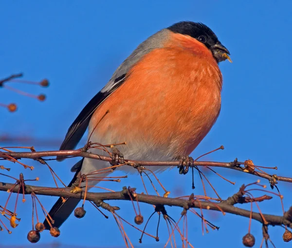 Eurasiático Bullfinch (Pirrácula pirrácula), masculino — Fotografia de Stock