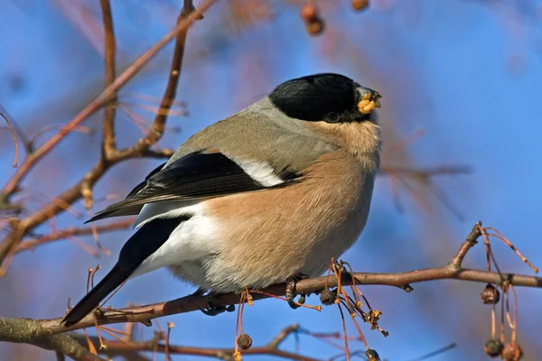 Gimpel (Pyrrhula pyrrhula), Weibchen — Stockfoto