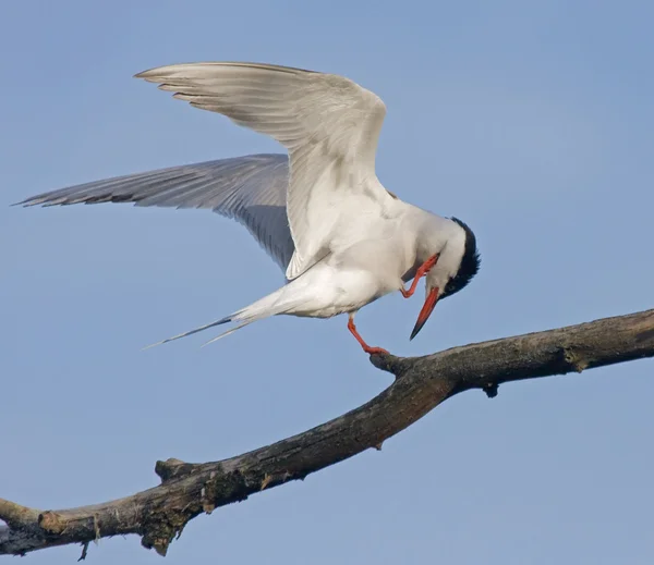 Közös Tern (Sterna hirundo) — Stock Fotó