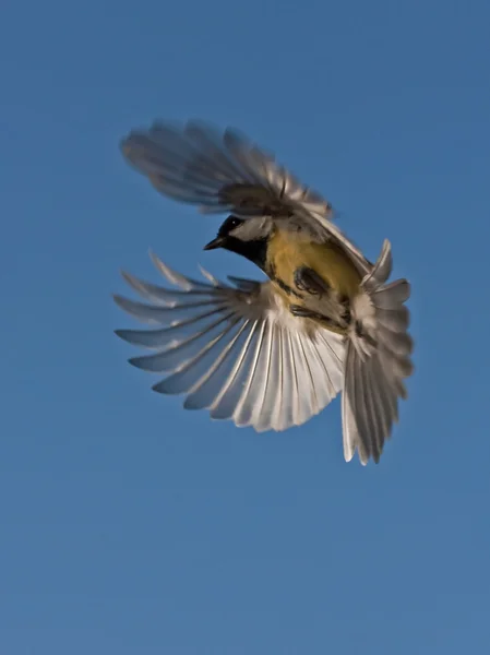 Grande Mésange (Parus major ) — Photo