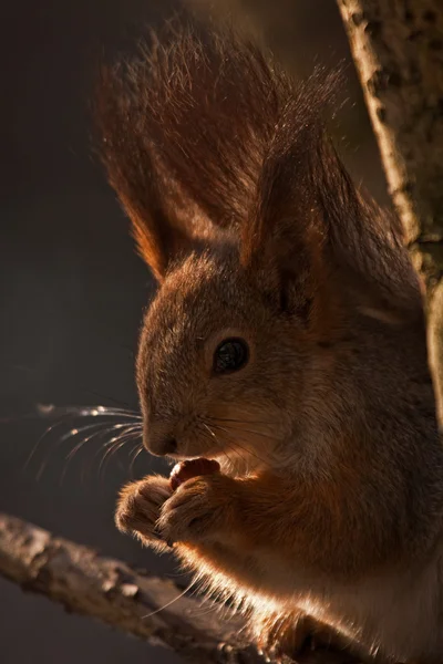 Porträt des Eichhörnchens im natürlichen Gegenlicht — Stockfoto
