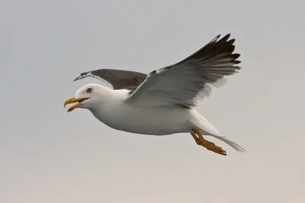 Mouette à dos noir volante — Photo