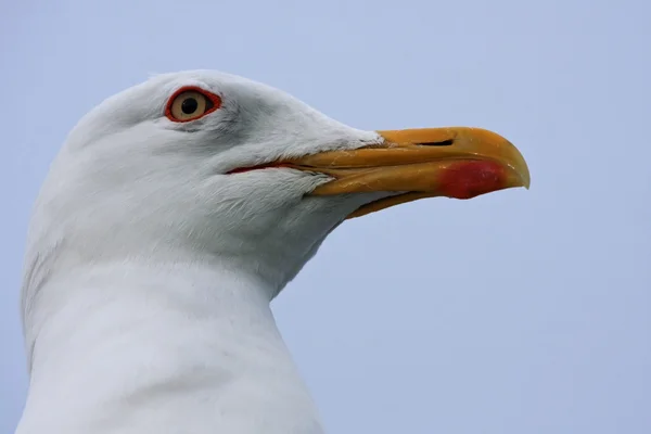 Primer plano de la gaviota con respaldo negro menor — Foto de Stock