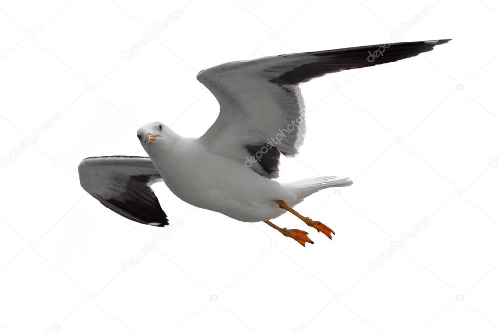 Flying Lesser Black-backed Gull