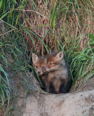Kızıl Tilki (Vulpes vulpes)