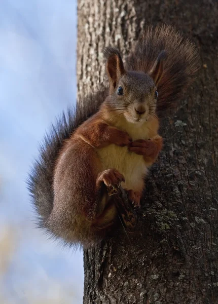 Eichhörnchen sitzt auf dem Baum — Stockfoto