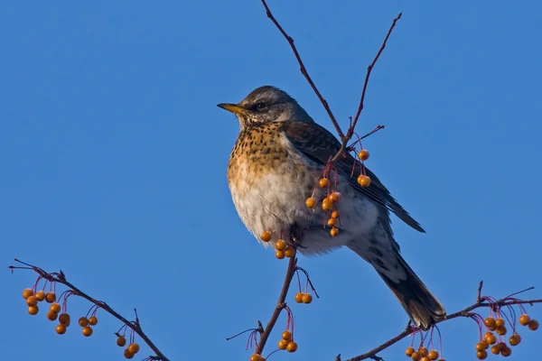 Fieldfare (Turdus pilaris) oturma Şubesi — Stok fotoğraf