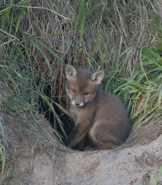 Zorro rojo (Vulpes vulpes) — Foto de Stock