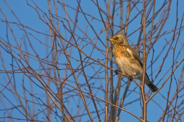 Fieldfare (Turdus pilaris) oturma Şubesi