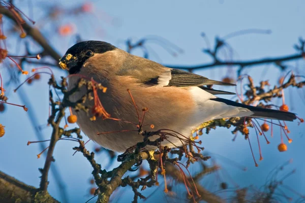 Ağaç üzerinde yeme şakrak kuşu — Stok fotoğraf