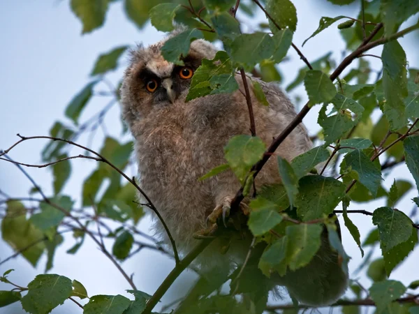 Owlet on wet birch after the rain — Stock Photo, Image