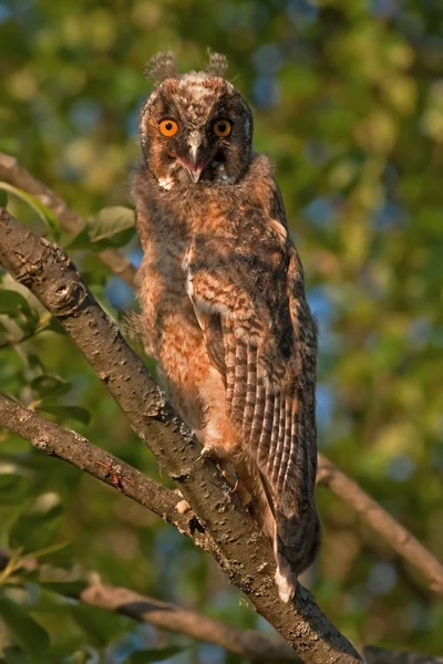Owlet in the sunset light — Stock Photo, Image