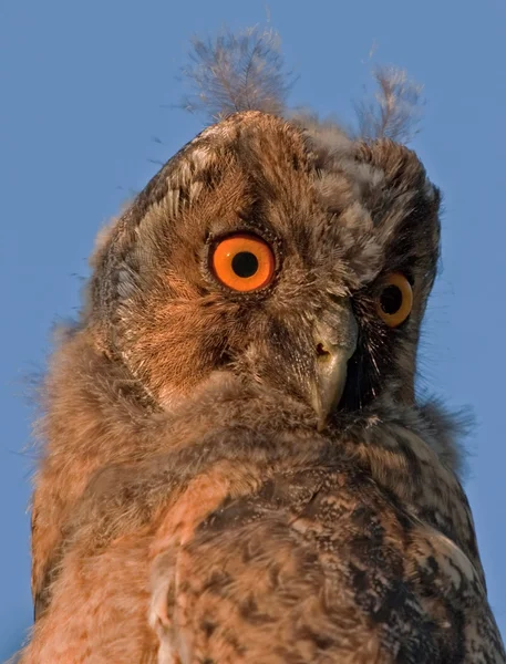 Close-up van owlet — Stockfoto