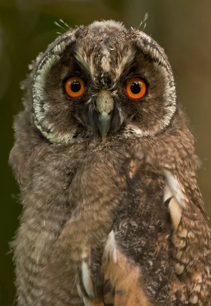 Nahaufnahme der Eule — Stockfoto