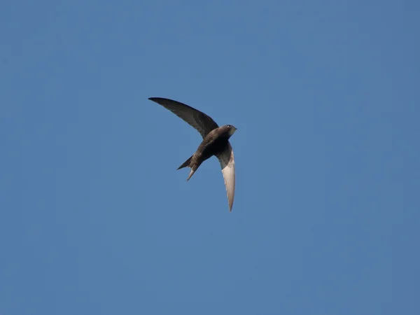 Swift volando sobre la cabeza — Foto de Stock