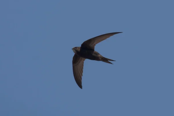 Swift volando sobre la cabeza — Foto de Stock