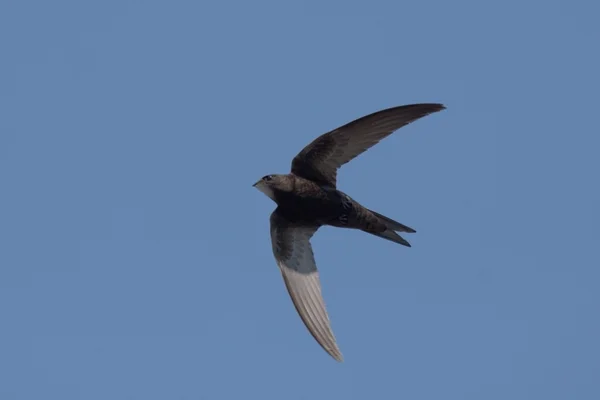 SWIFT літати над головою — стокове фото