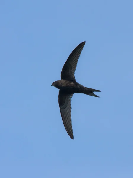 Schneller Überflug — Stockfoto