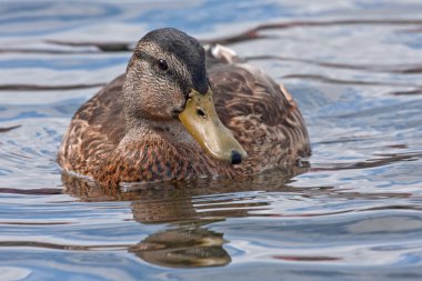 Güzel ördek gölde yüzmek