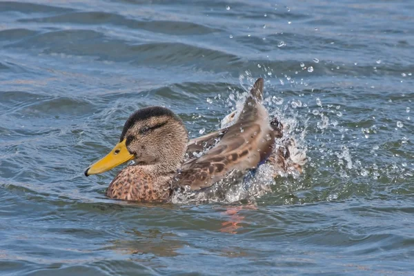 Beautiful duck swim on the lake — Stock Photo, Image