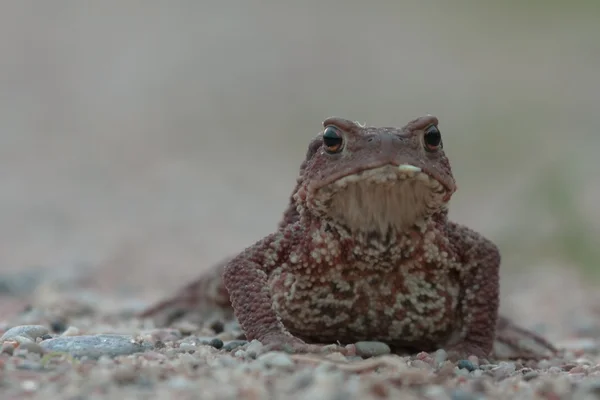 Sapo en la noche — Foto de Stock