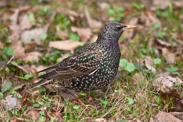 Europeu Starling na grama — Fotografia de Stock