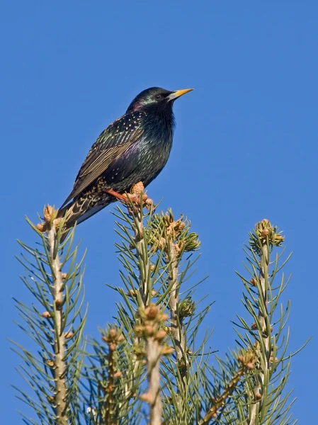 Avrupa çam ağacı üzerinde oturan Starling — Stok fotoğraf