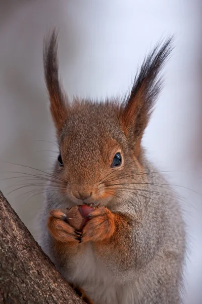 Nahaufnahme des Verspeisens von Eichhörnchen — Stockfoto