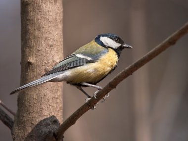 büyük baştankara (parus büyük)
