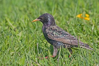 Avrupa Starling çimenlerin üzerinde