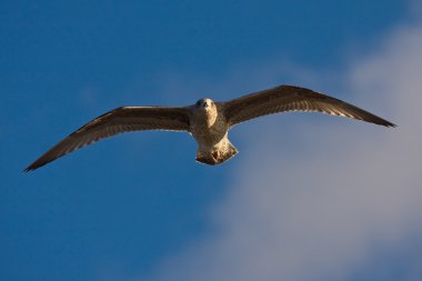 mavi gökyüzüne uçan martı