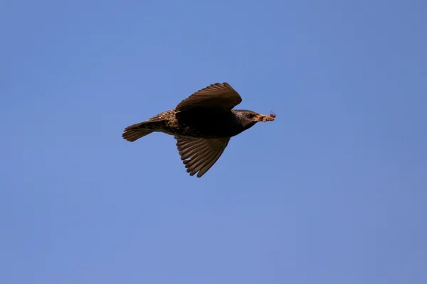 Evropská Starling v letu — Stock fotografie