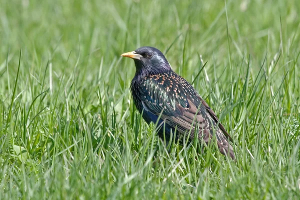 Europeu Starling na grama — Fotografia de Stock