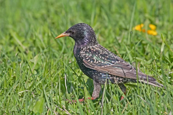 Starling europeo sull'erba — Foto Stock