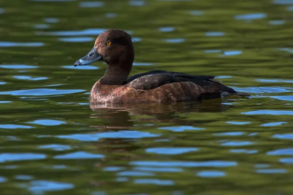 Hermoso pato nadando en el lago — Foto de Stock