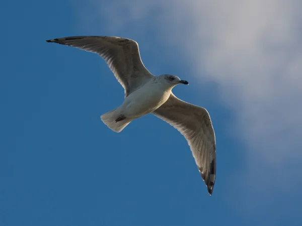 Sirály repül a kék ég — Stock Fotó