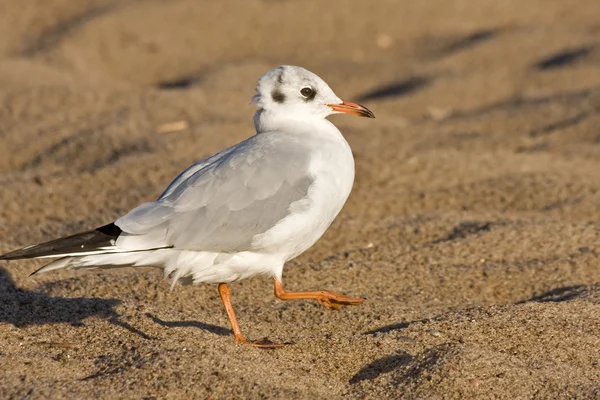 Gaivota caminhando na praia — Fotografia de Stock