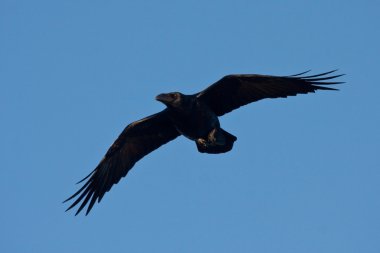 Genel Kuzgun (Corvus corax)