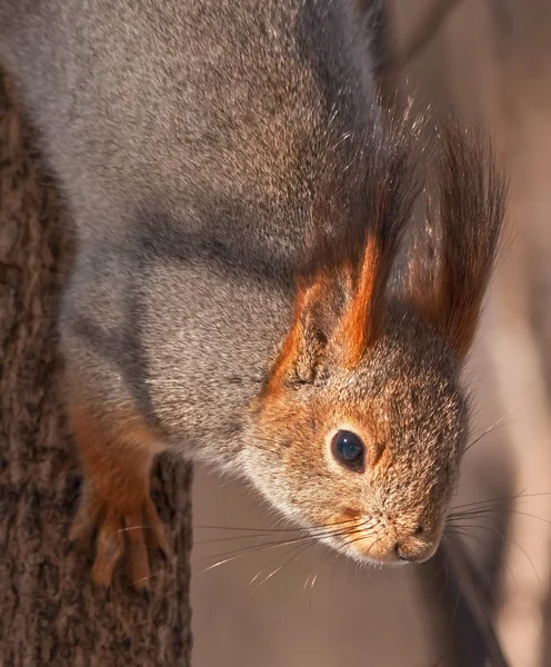 Nahaufnahme von Eichhörnchen — Stockfoto