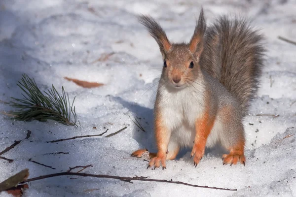 Eichhörnchen im Schnee — Stockfoto